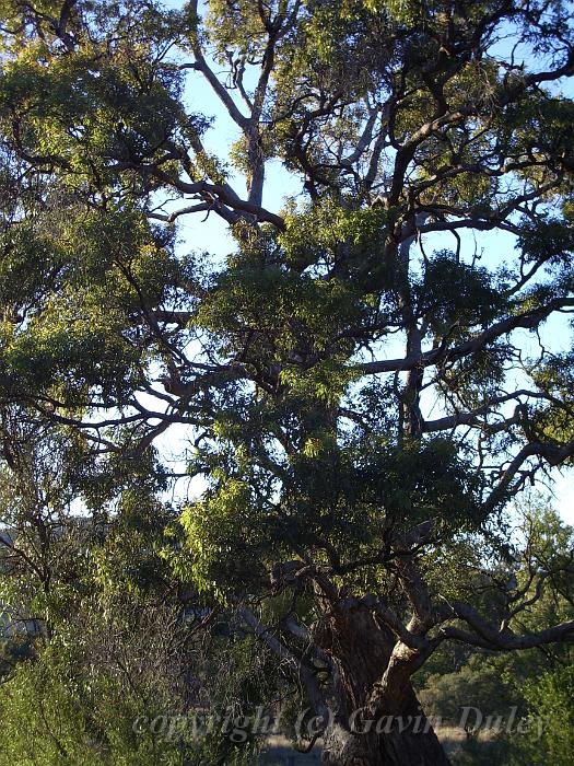 Eucalypt, Yarrowyck IMGP9804.JPG